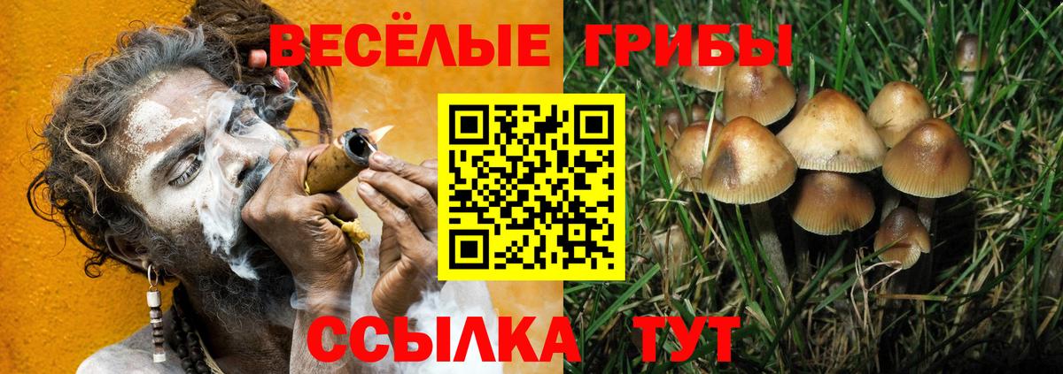 Псилоцибиновые грибы Psilocybine cubensis Черкесск